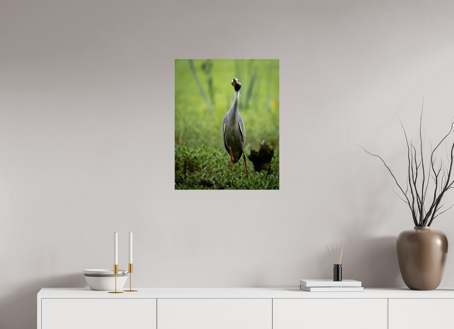 Yellow-crowned Night Heron