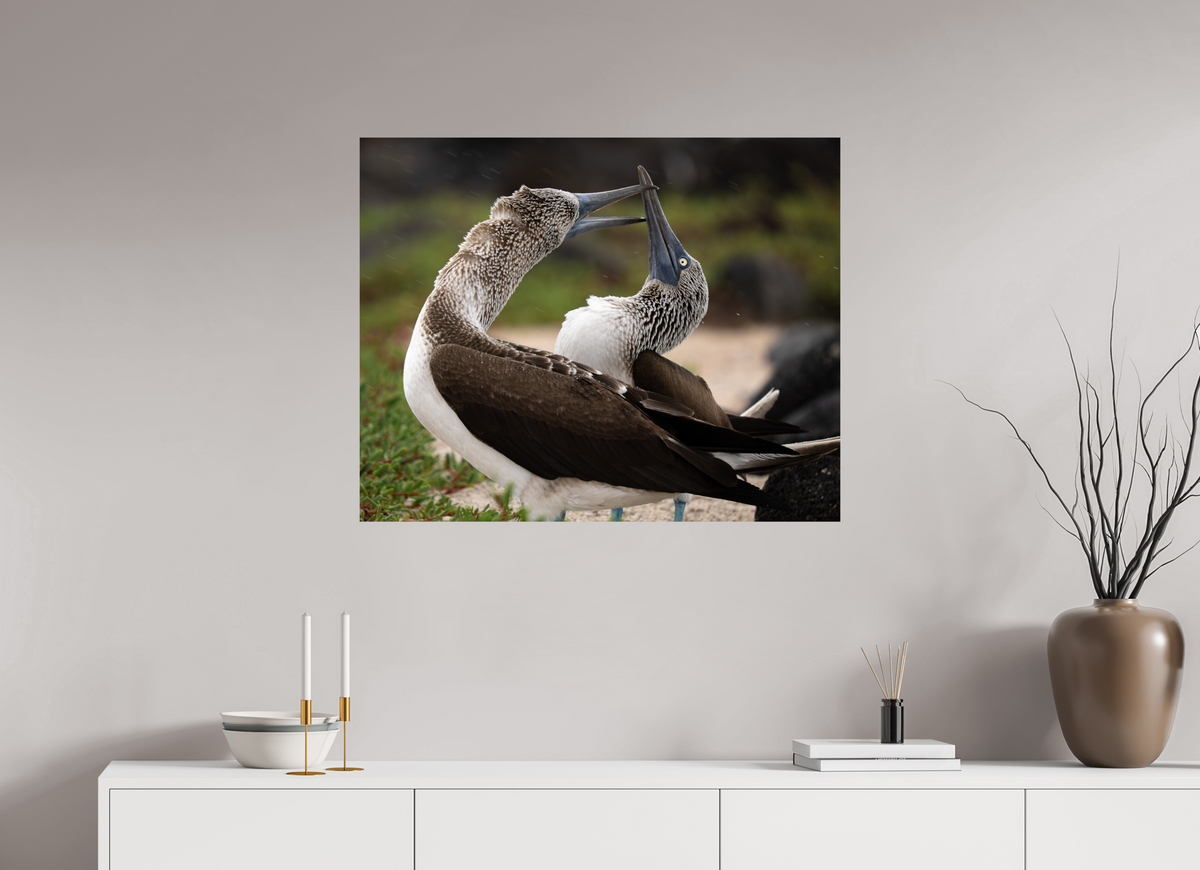 35 x 28″, Fine Art Print on Hahnemühle Baryta Blue Footed Boobies