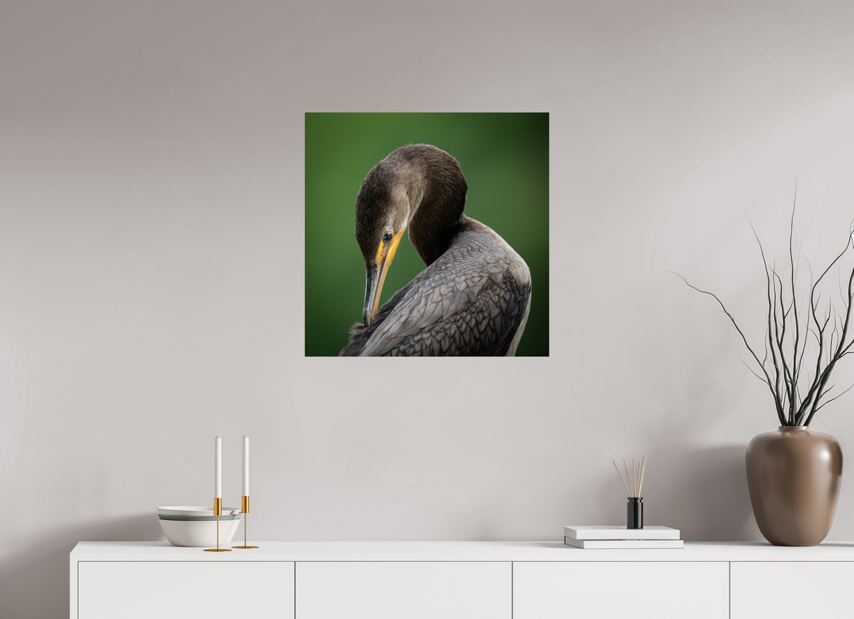 25 x 25″, Budget Print on Fuji Crystal DP II Double-crested Cormorant