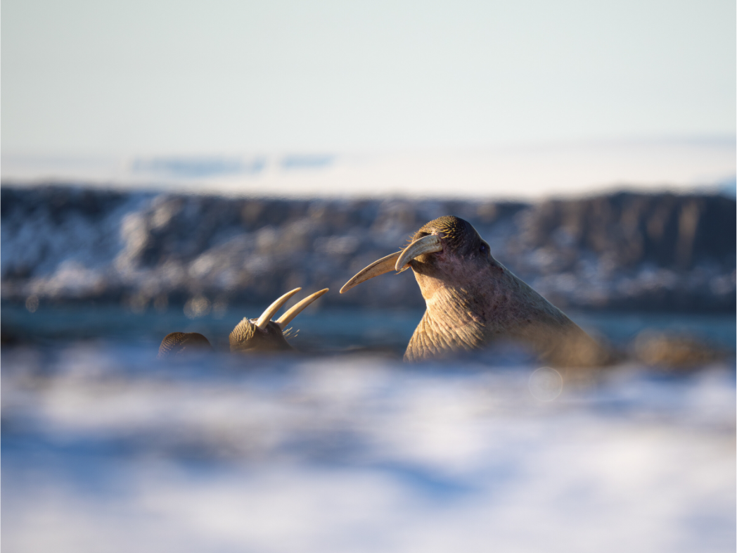Main image Walruses, 12x9