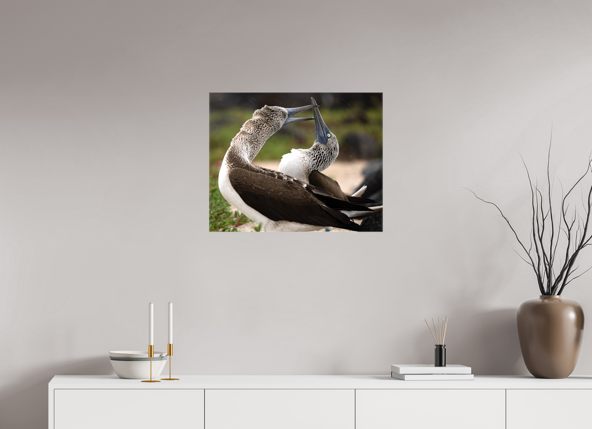 25 x 20″, Glossy Canvas with Wrapped Edges Blue Footed Boobies