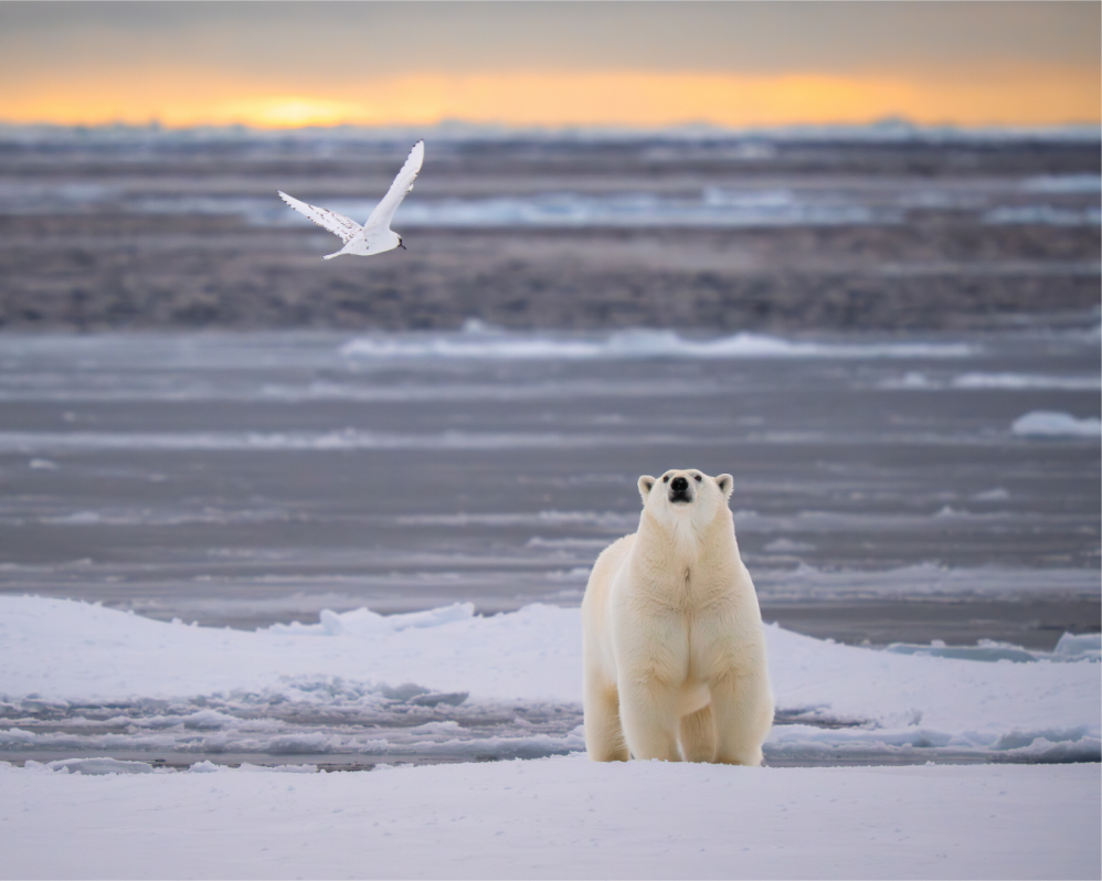Main image Polar Bear and Ivory Gull, 10x8
