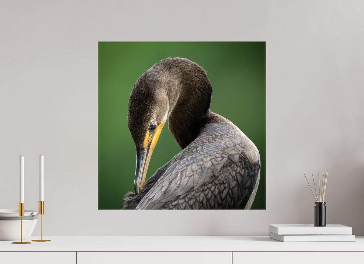 20 x 20″, Glossy Canvas with Wrapped Edges Double-crested Cormorant