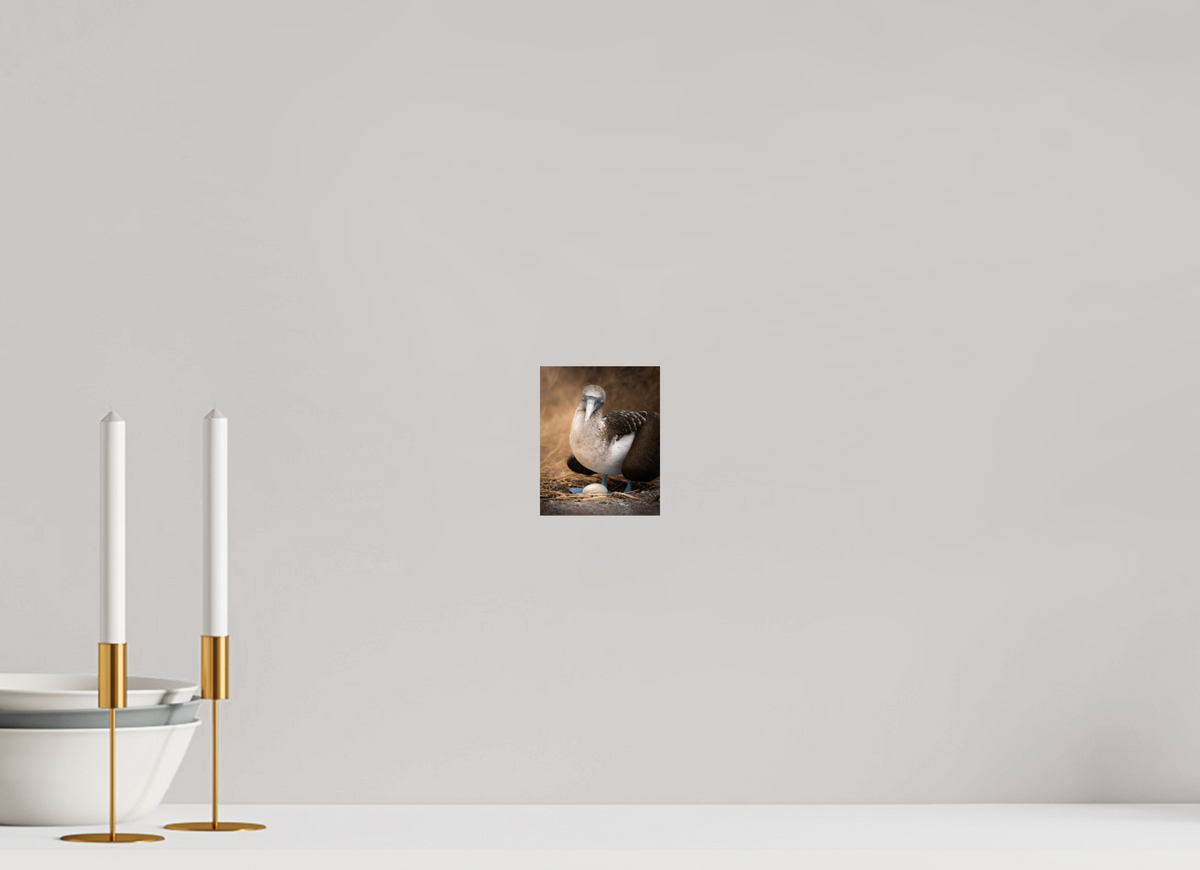 4 x 5″, Fine Art Print on Hahnemühle Baryta Blue Footed Booby with Egg