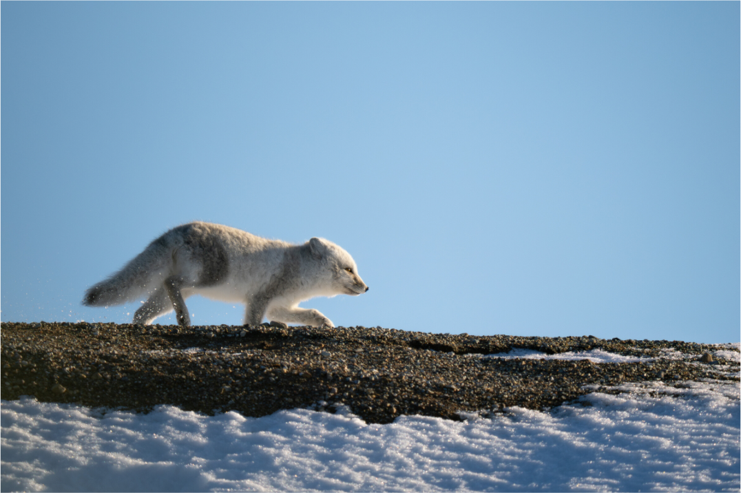 Main image Arctic Fox on Ridge, 24x16