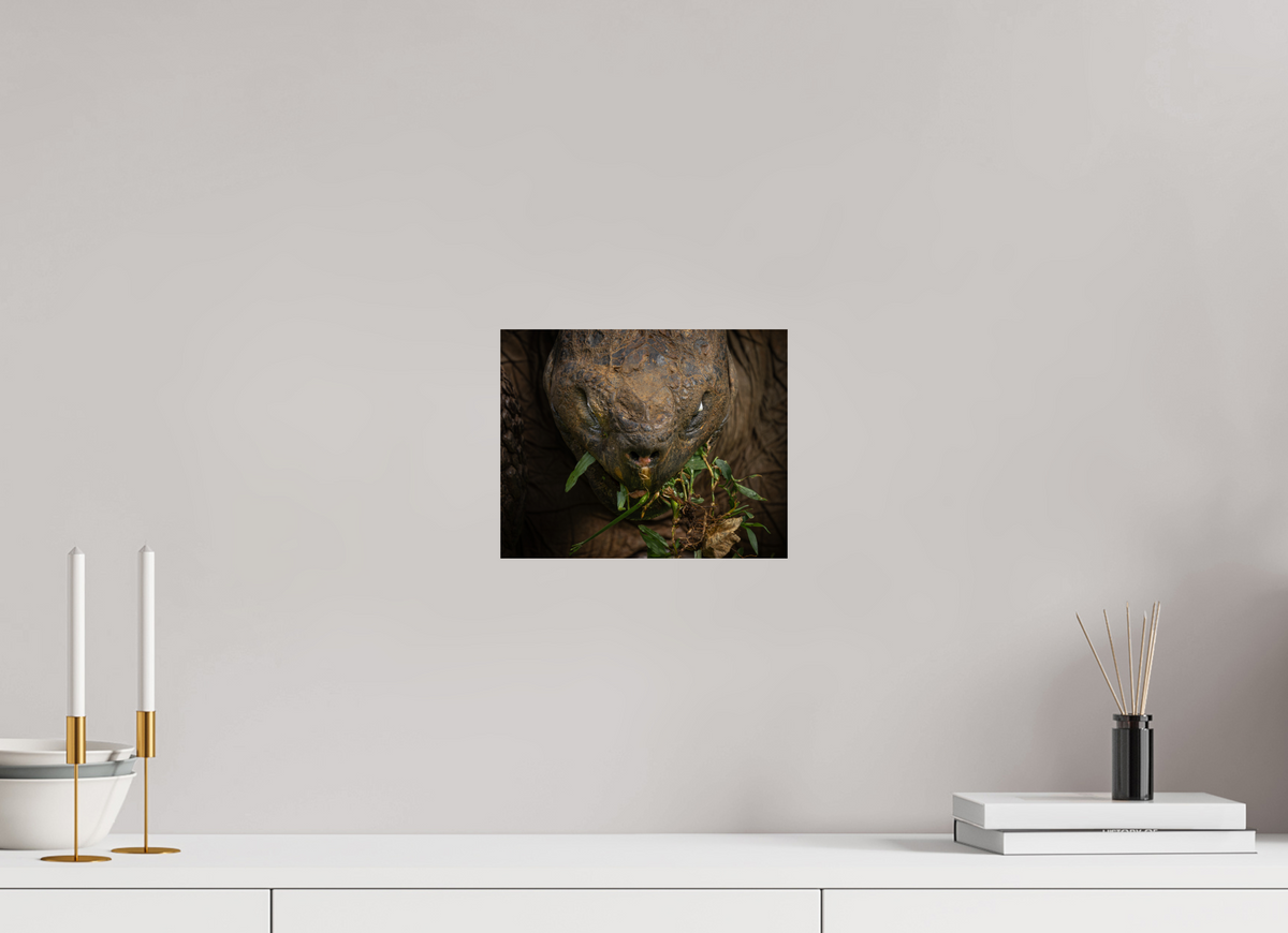 10 x 8″, Budget Print on Fuji Crystal DP II Galapagos Giant Tortoise