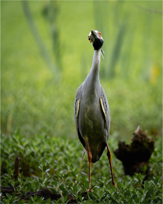 Yellow-crowned Night Heron