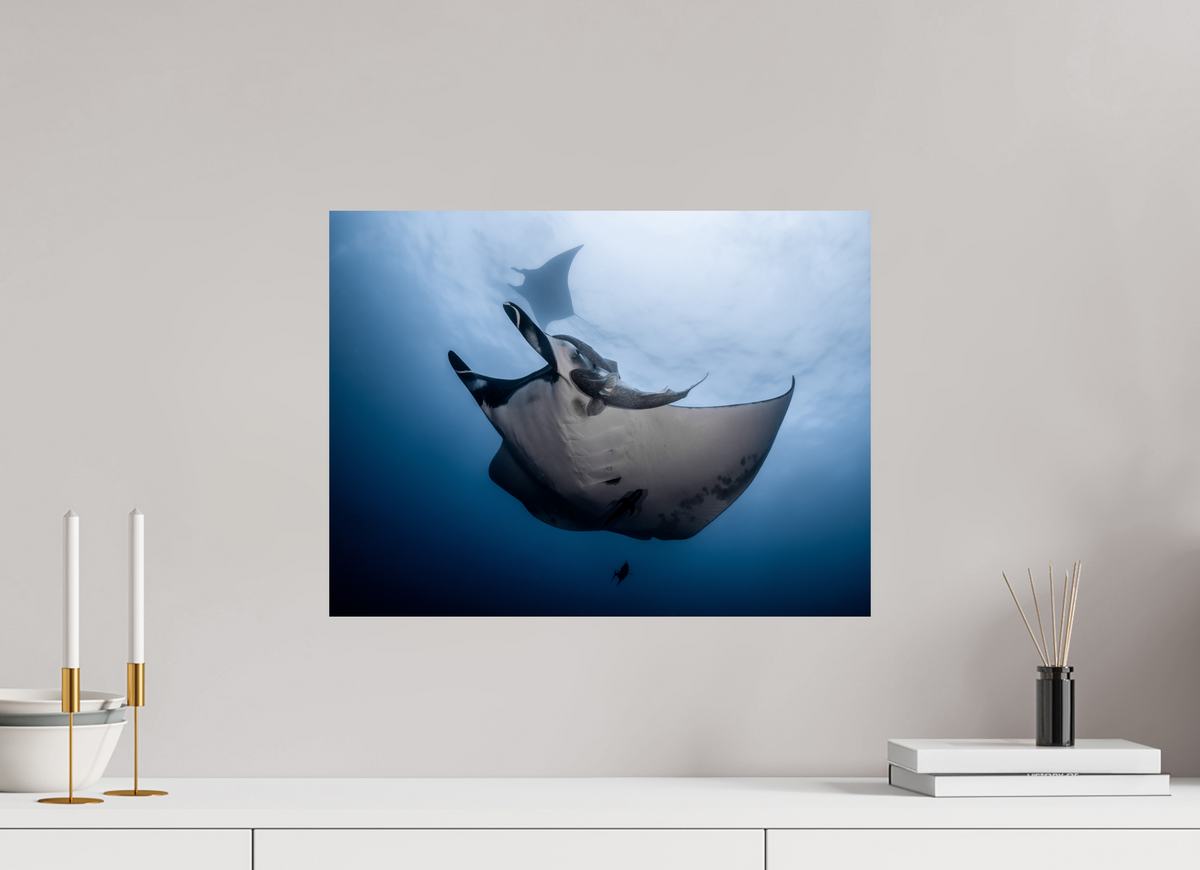 20 x 15″, ChromeLuxe HD Metal Print Manta Ray