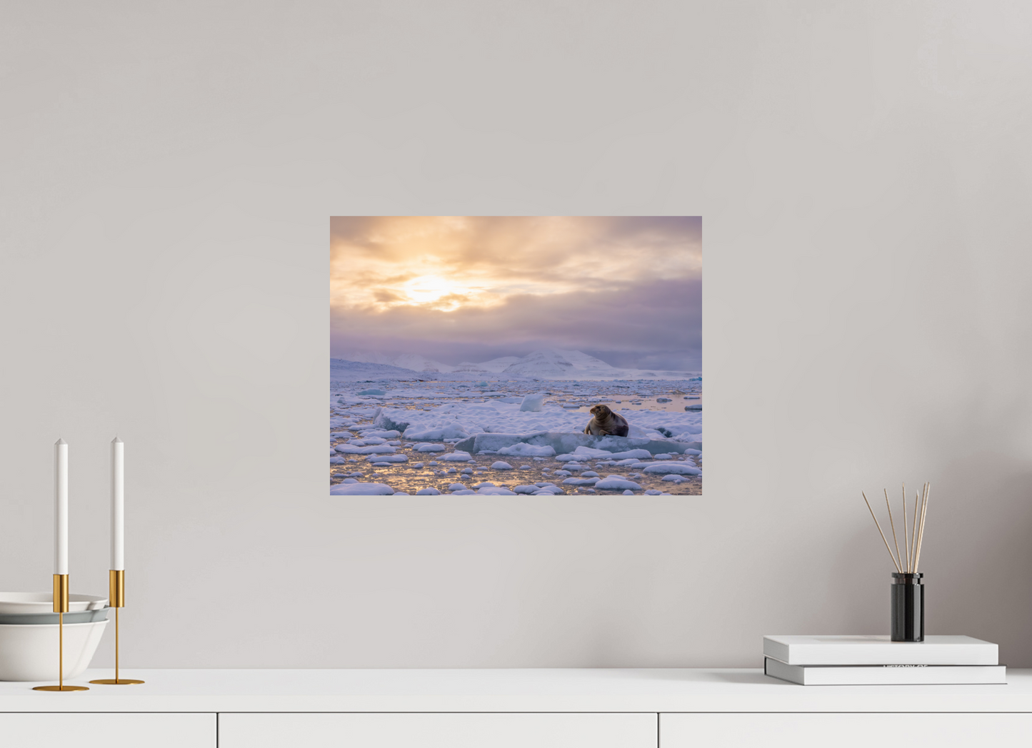 16 x 12″, ChromeLuxe HD Metal Print Bearded Seal at Sunset, 16x12