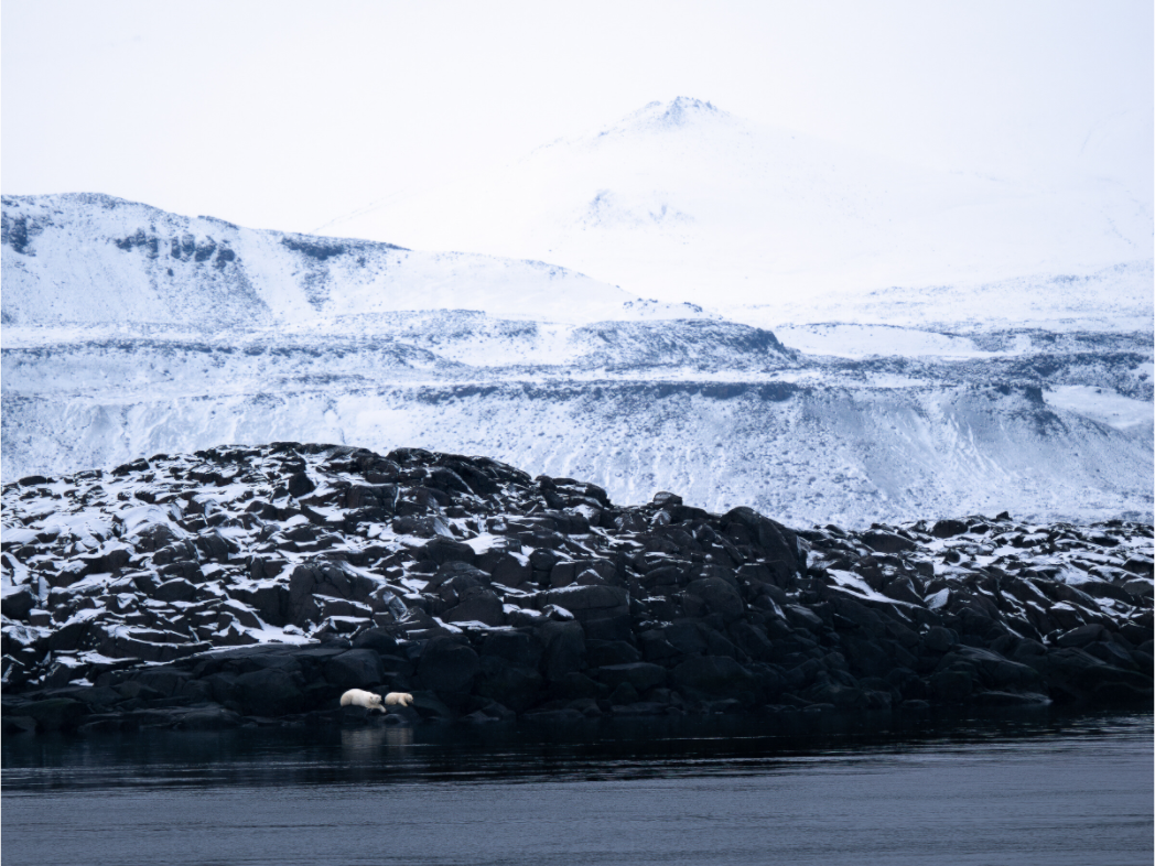 Main image Polar Bear Mother and Cub, 16x12