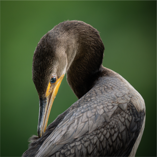 Double-crested Cormorant