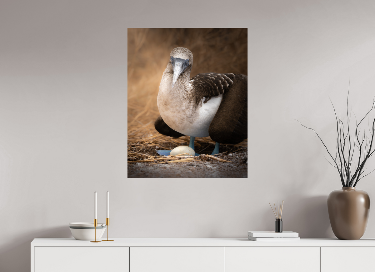 28 x 35″, Fine Art Print on Hahnemühle Baryta Blue Footed Booby with Egg