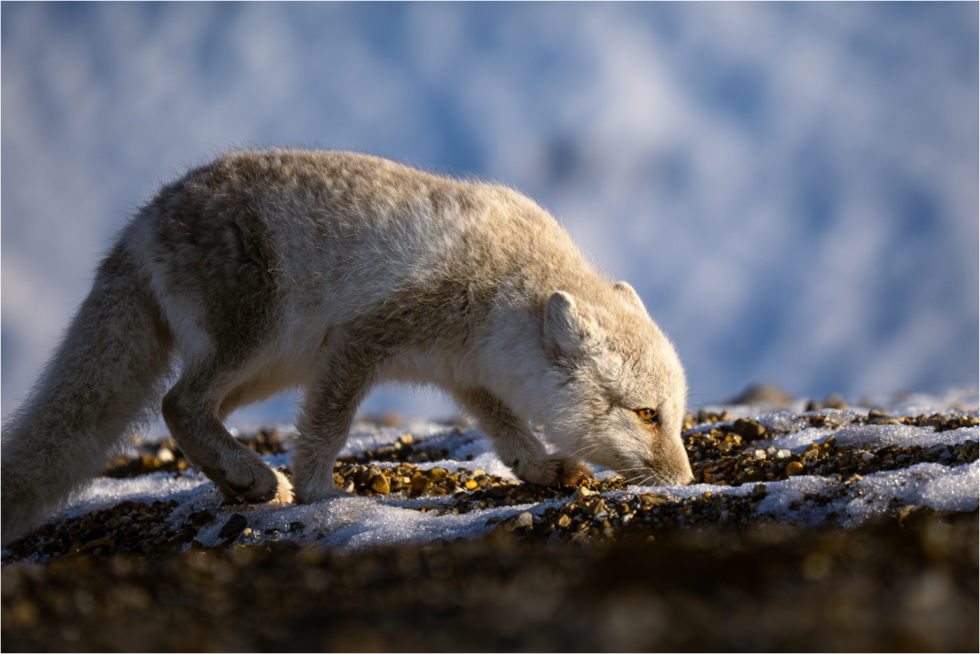 Main image Arctic Fox Sniffing, 15x10