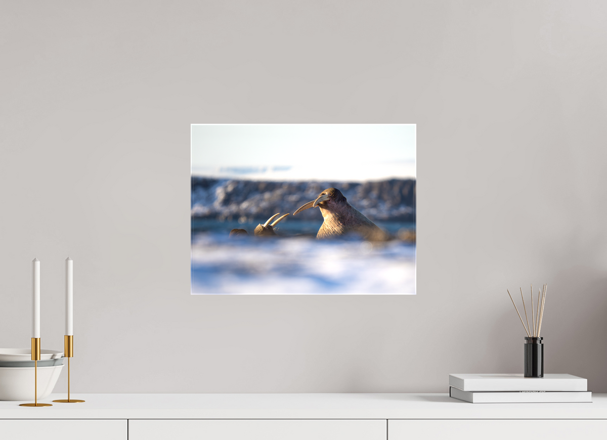16 x 12″, Glossy Canvas with Wrapped Edges Walrus Sandwich