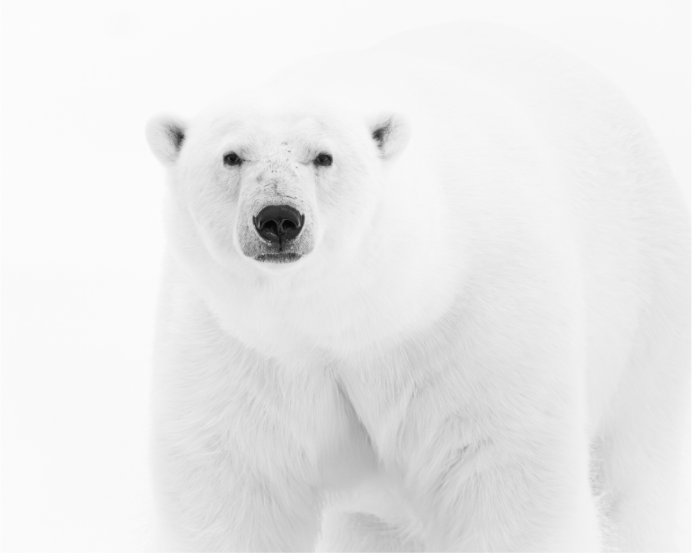 Main image Polar Bear in Monochrome, 15x12