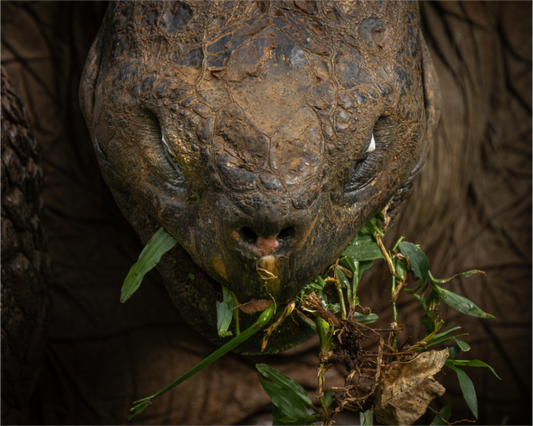 Galapagos Giant Tortoise