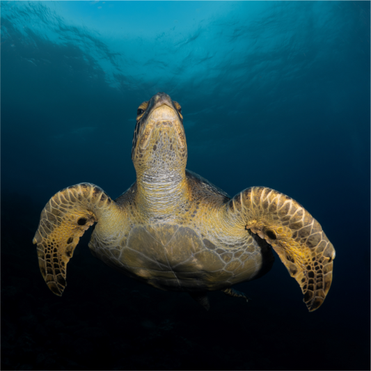 Sea Turtle