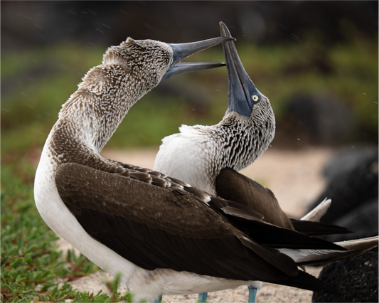 Blue Footed Boobies
