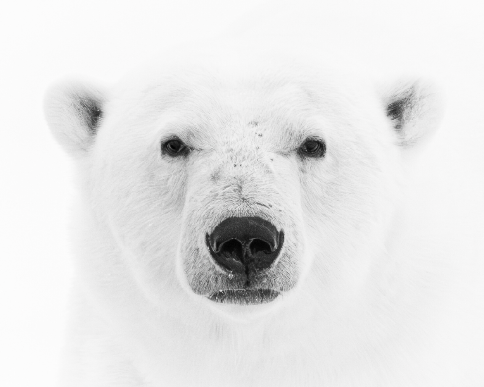 Main image Polar Bear Close-Up, 15x12