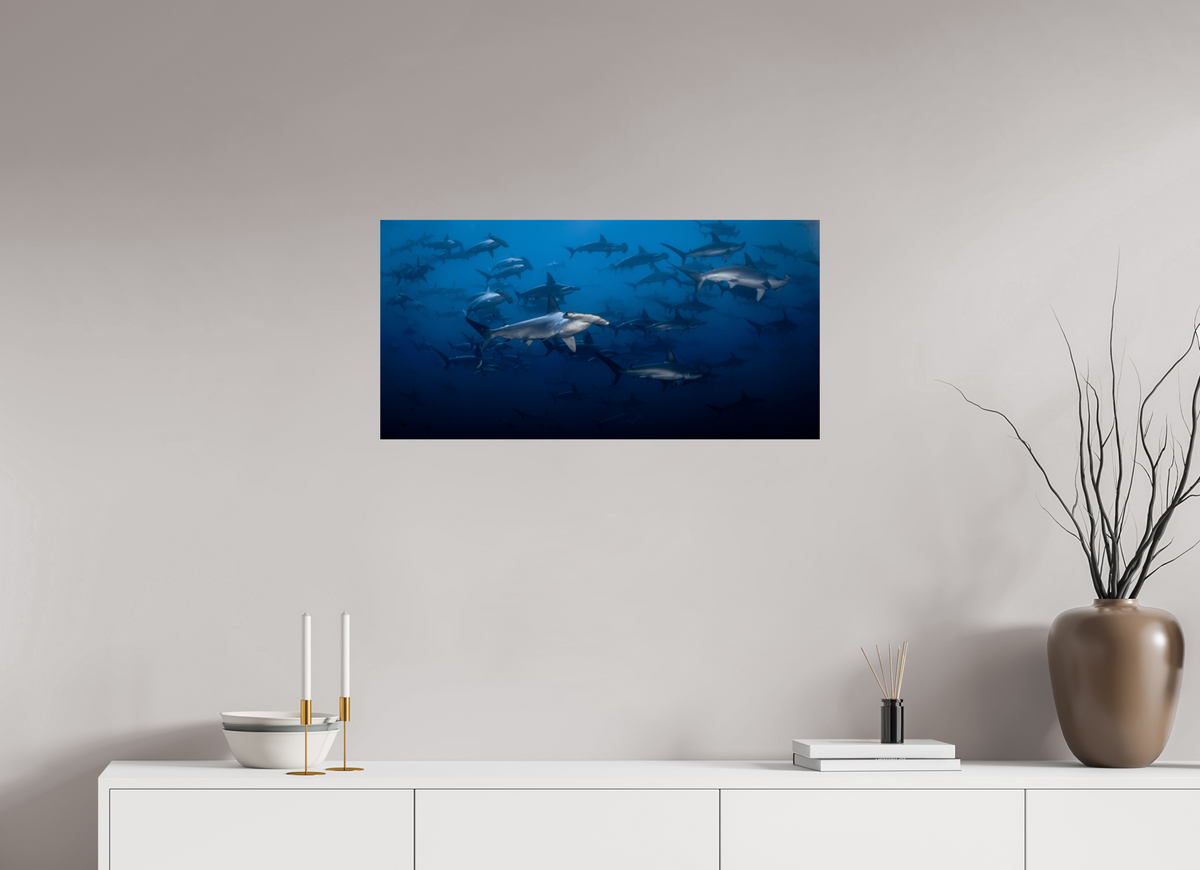 32 x 16″, Fine Art Print on Hahnemühle Baryta Hammerhead Sharks