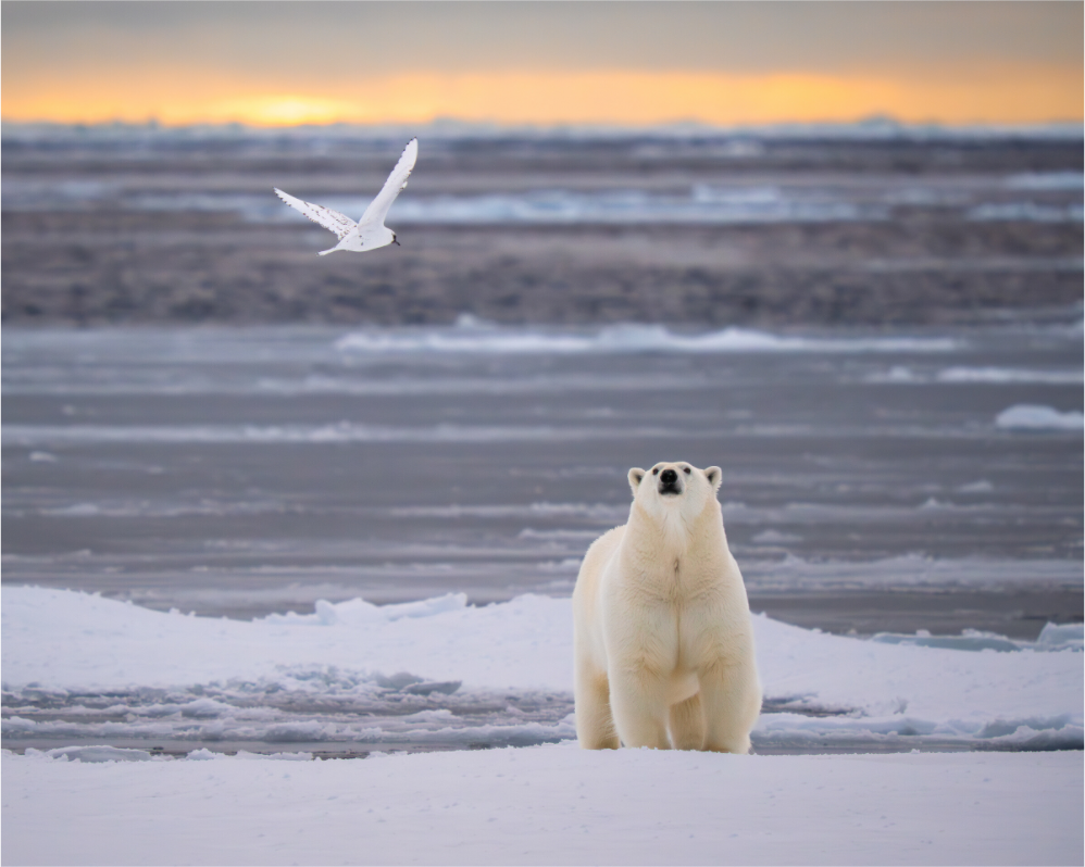 Main image Polar Bear and Ivory Gull, 15x12