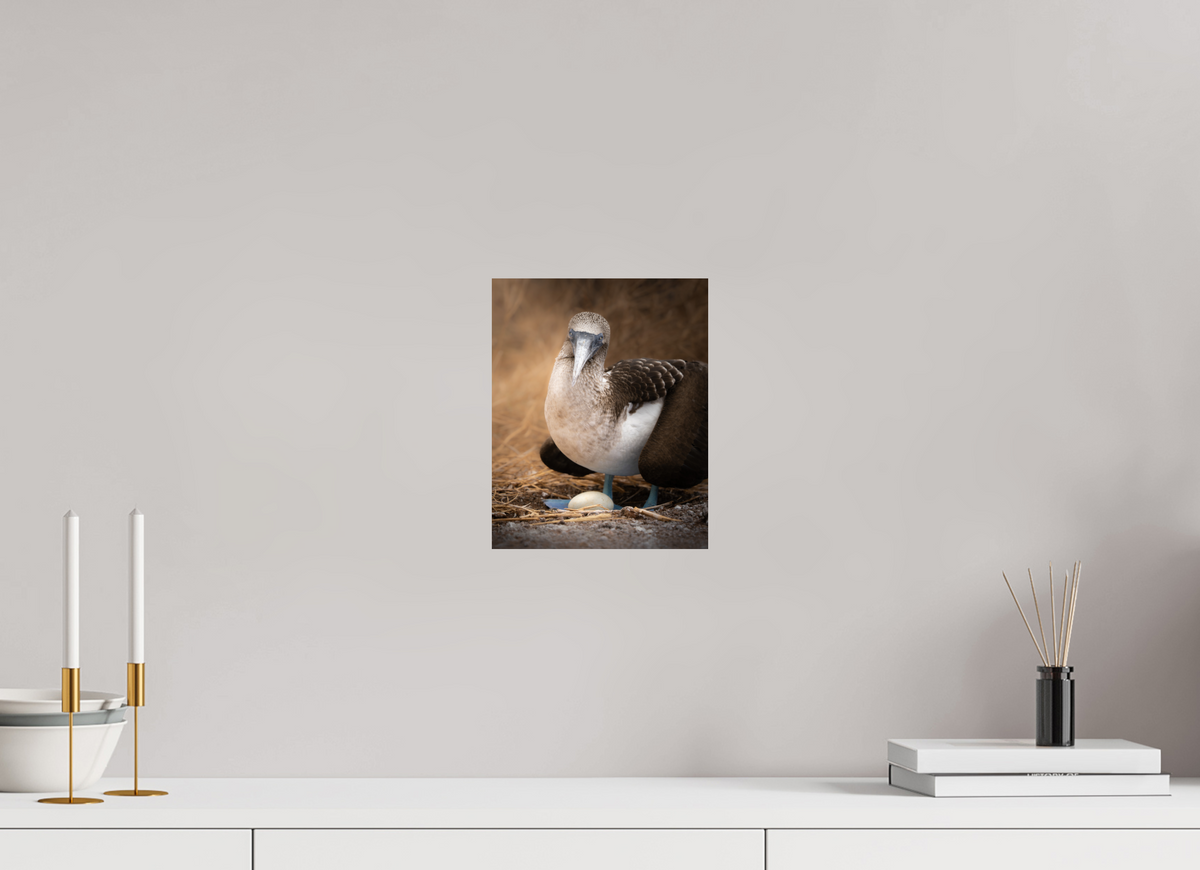 8 x 10″, ChromeLuxe HD Metal Print Blue Footed Booby with Egg