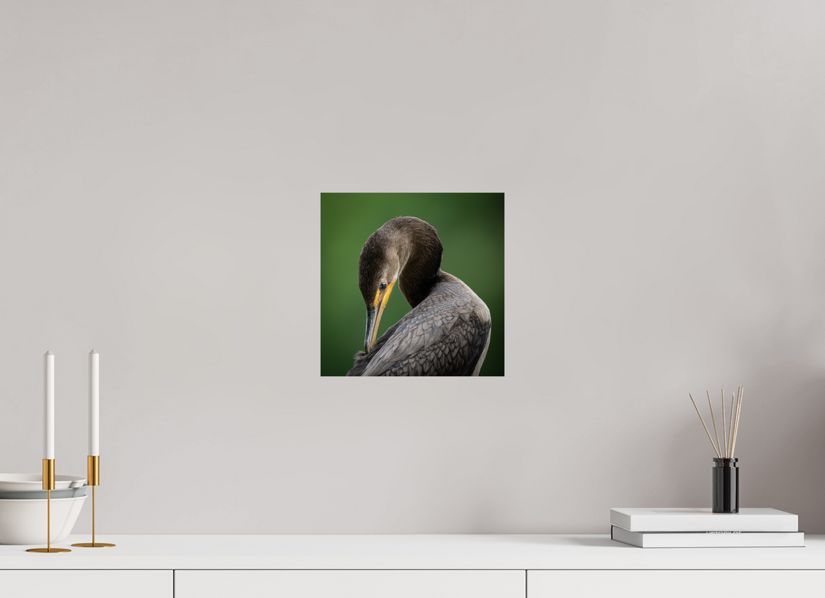 10 x 10″, Budget Print on Fuji Crystal DP II Double-crested Cormorant