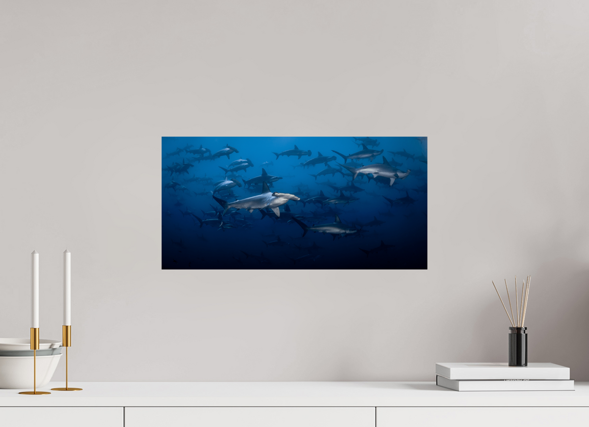 20″ x 10″, ChromeLuxe HD Metal Print Hammerhead Sharks