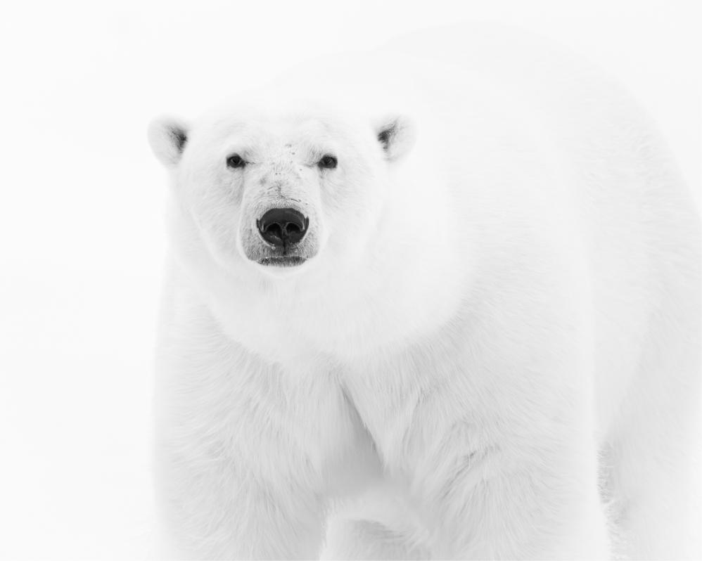 Main image Polar Bear in Monochrome, 10x8