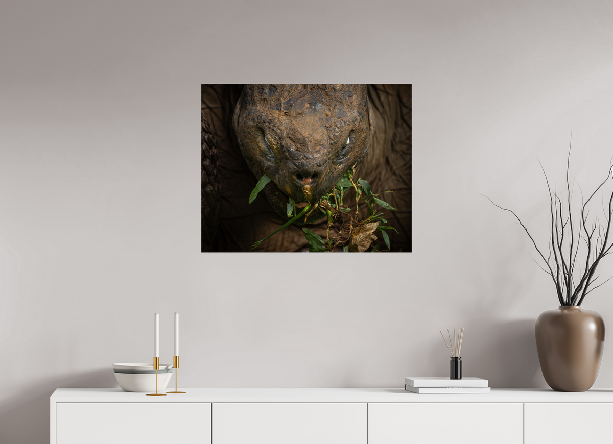 30 x 24″, Fine Art Print on Hahnemühle Baryta Galapagos Giant Tortoise