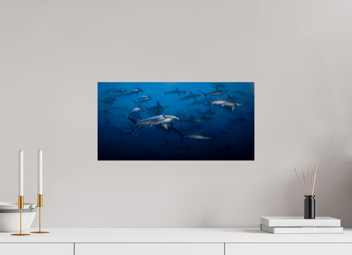 20″ x 10″, Budget Print on Fuji Crystal DP II Hammerhead Sharks
