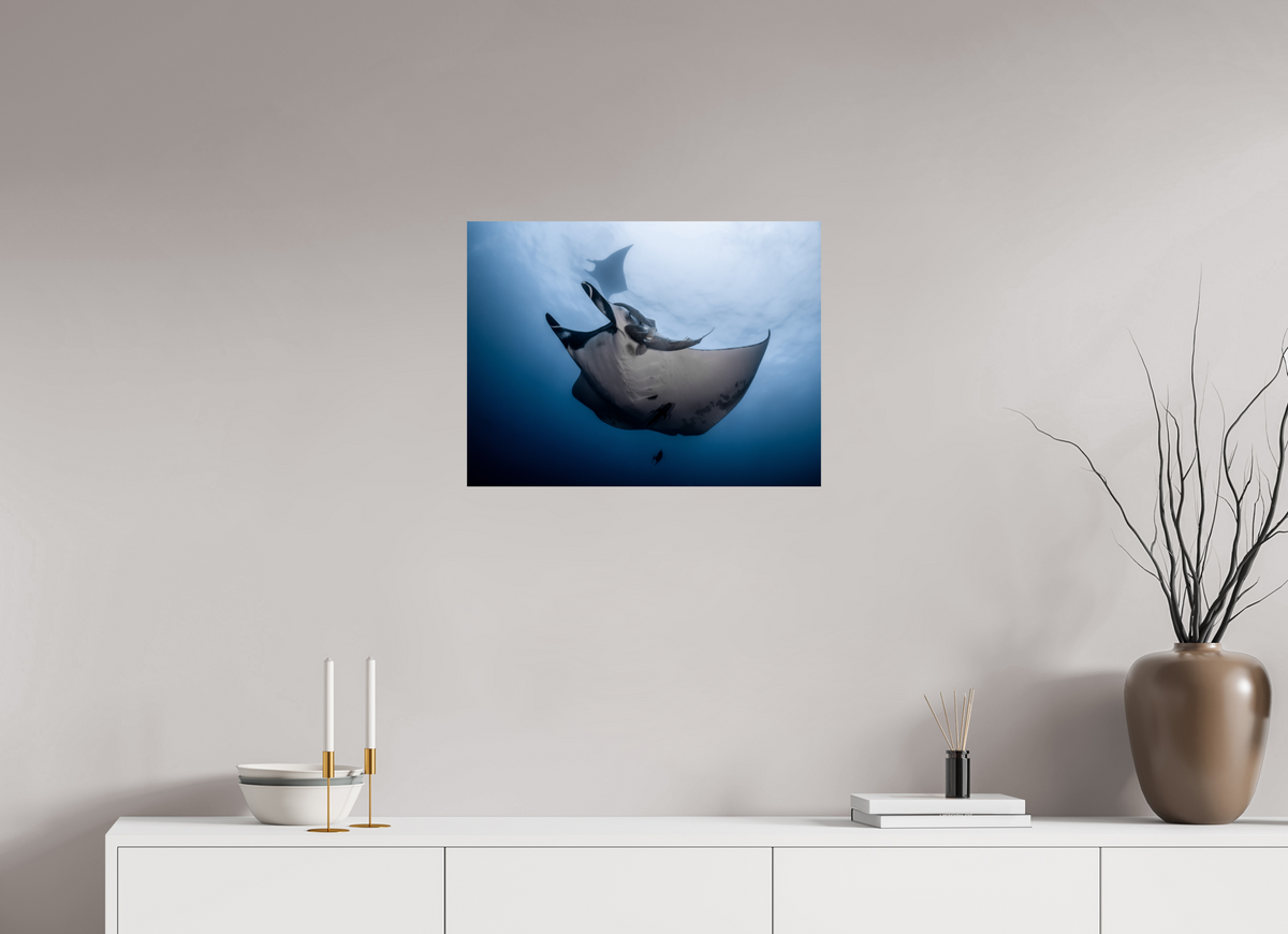 24 x 18″, Budget Print on Fuji Crystal DP II Manta Ray