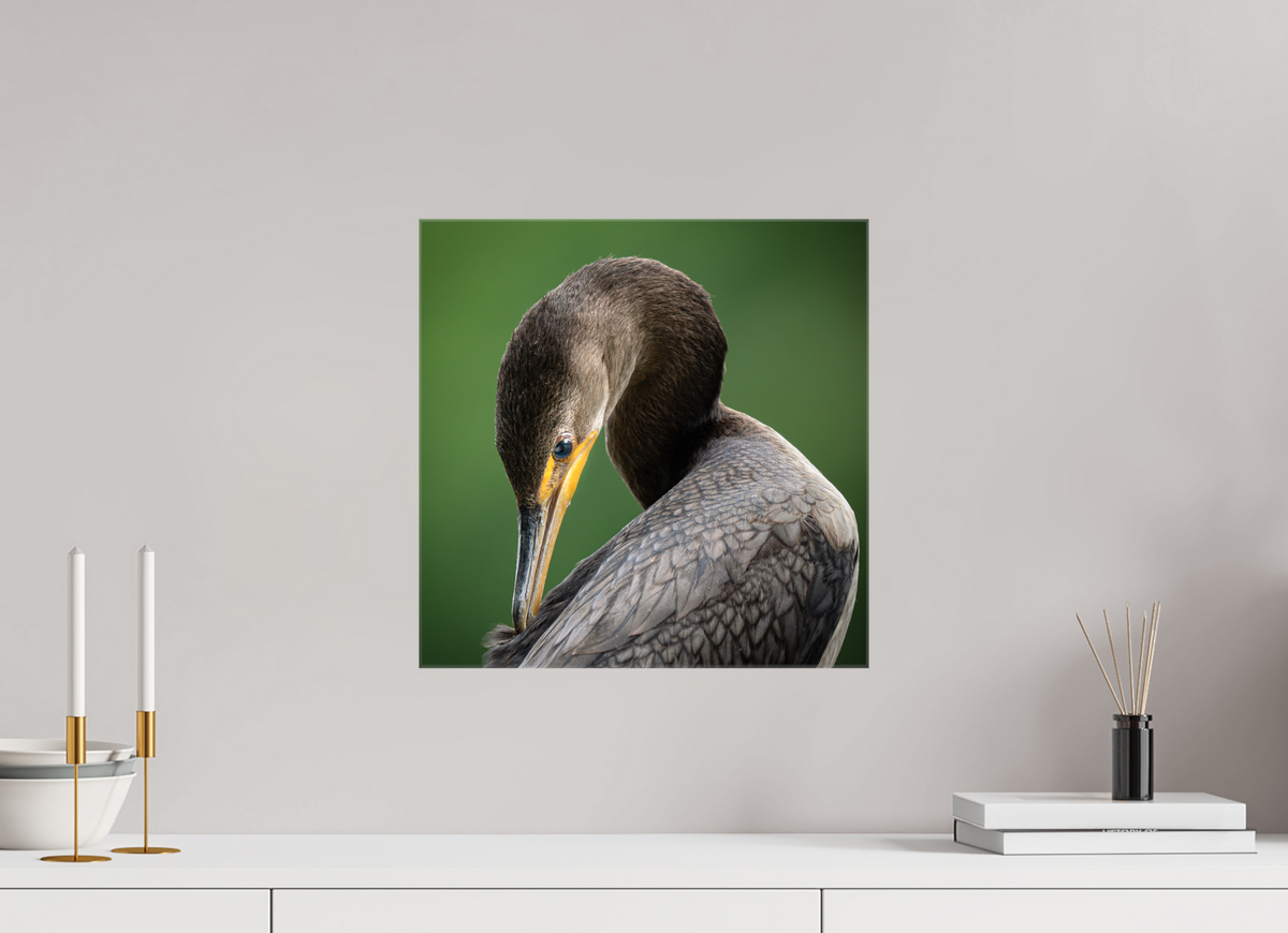 15 x 15″, Glossy Canvas with Wrapped Edges Double-crested Cormorant