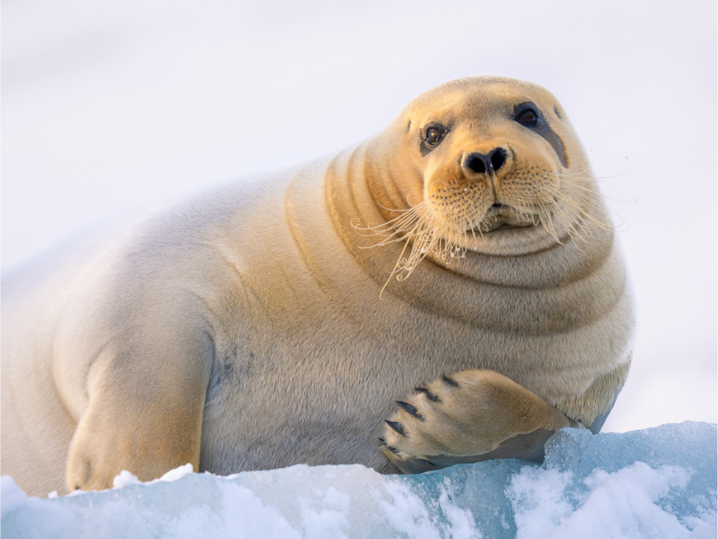 Main image Bearded Seal, 12x9