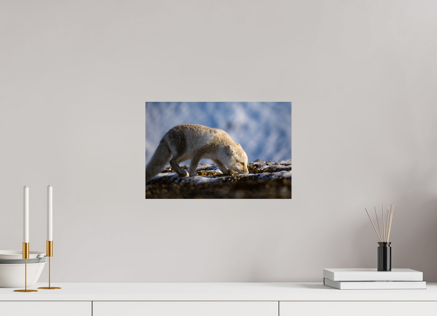 15 x 10″, Fine Art Print on Hahnemühle Baryta Arctic Fox Sniffing, 15x10