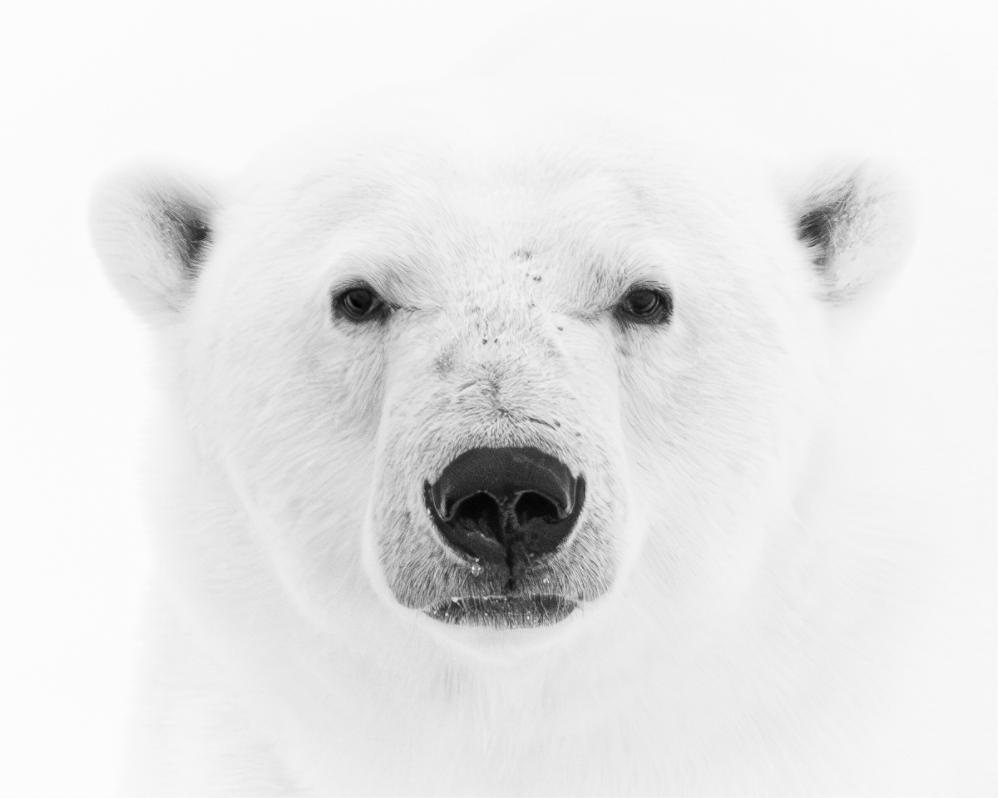 Main image Polar Bear Close-Up, 10x8