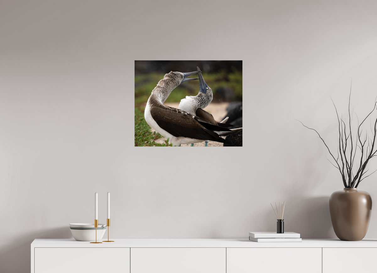 25 x 20″, Fine Art Print on Hahnemühle Baryta Blue Footed Boobies