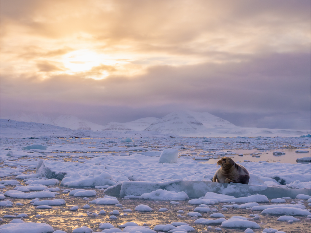 Main image Bearded Seal at Sunset, 12x9