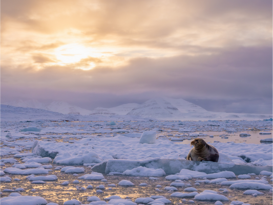 Main image Bearded Seal at Sunset, 12x9
