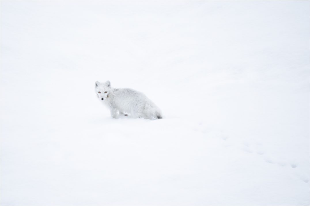 Main image White Arctic Fox in Snow, 15x10