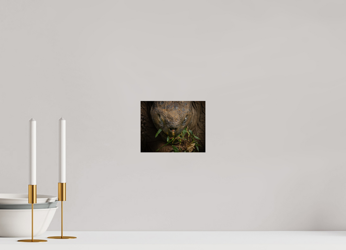 7.5 x 6″, Fine Art Print on Hahnemühle Baryta Galapagos Giant Tortoise