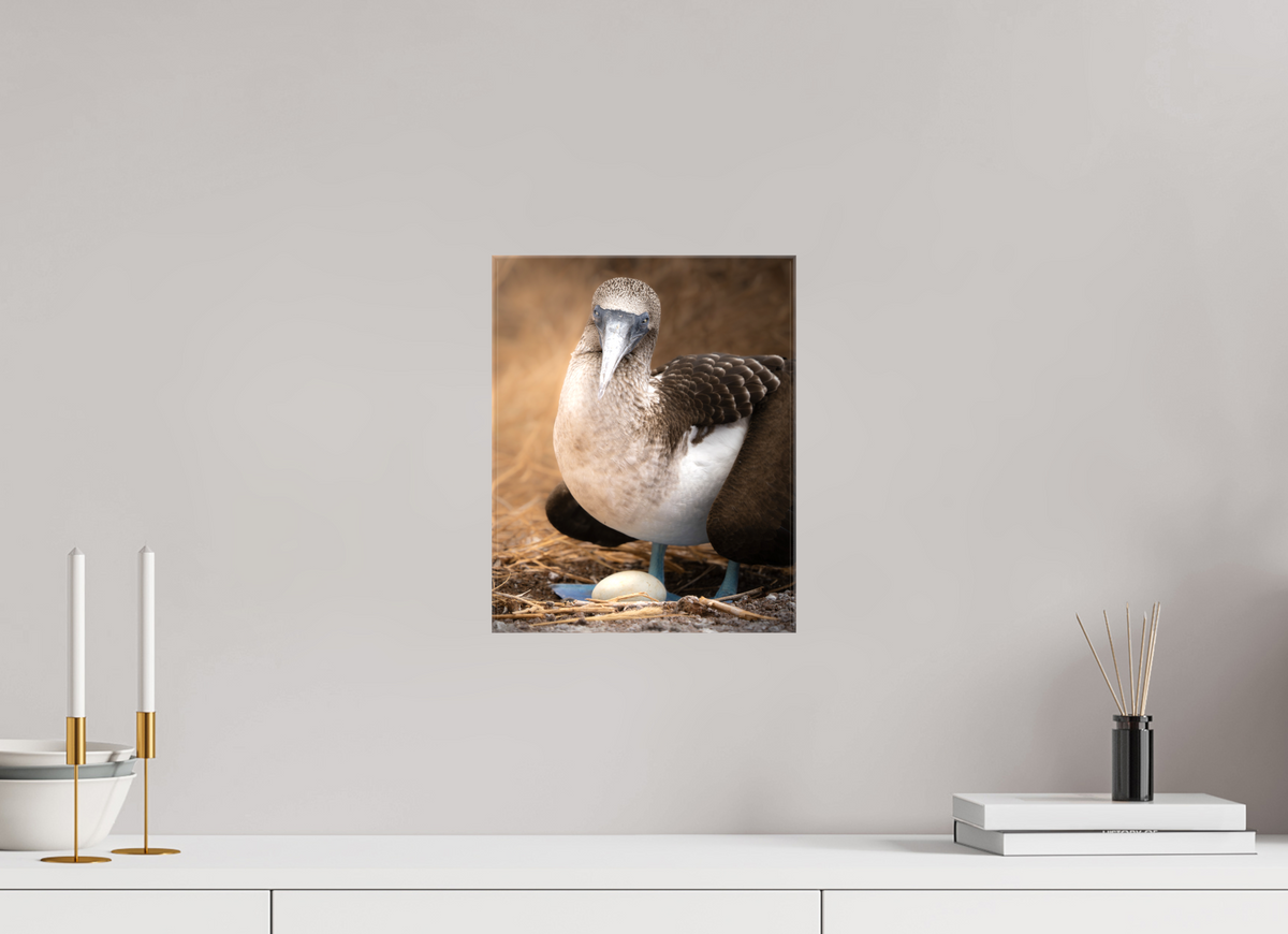 10″ x 12.5″, Glossy Canvas with Wrapped Edges Blue Footed Booby with Egg