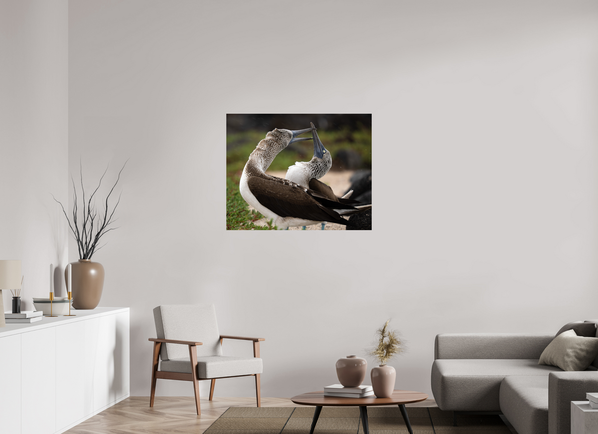 40 x 32″, Fine Art Print on Hahnemühle Baryta Blue Footed Boobies