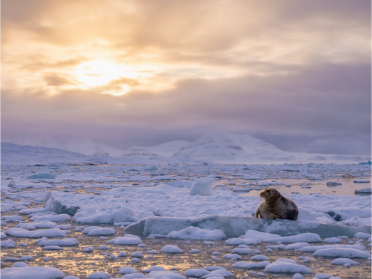 Main image Bearded Seal at Sunset, 16x12
