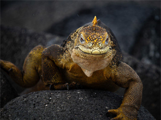 Galapagos Land Iguana