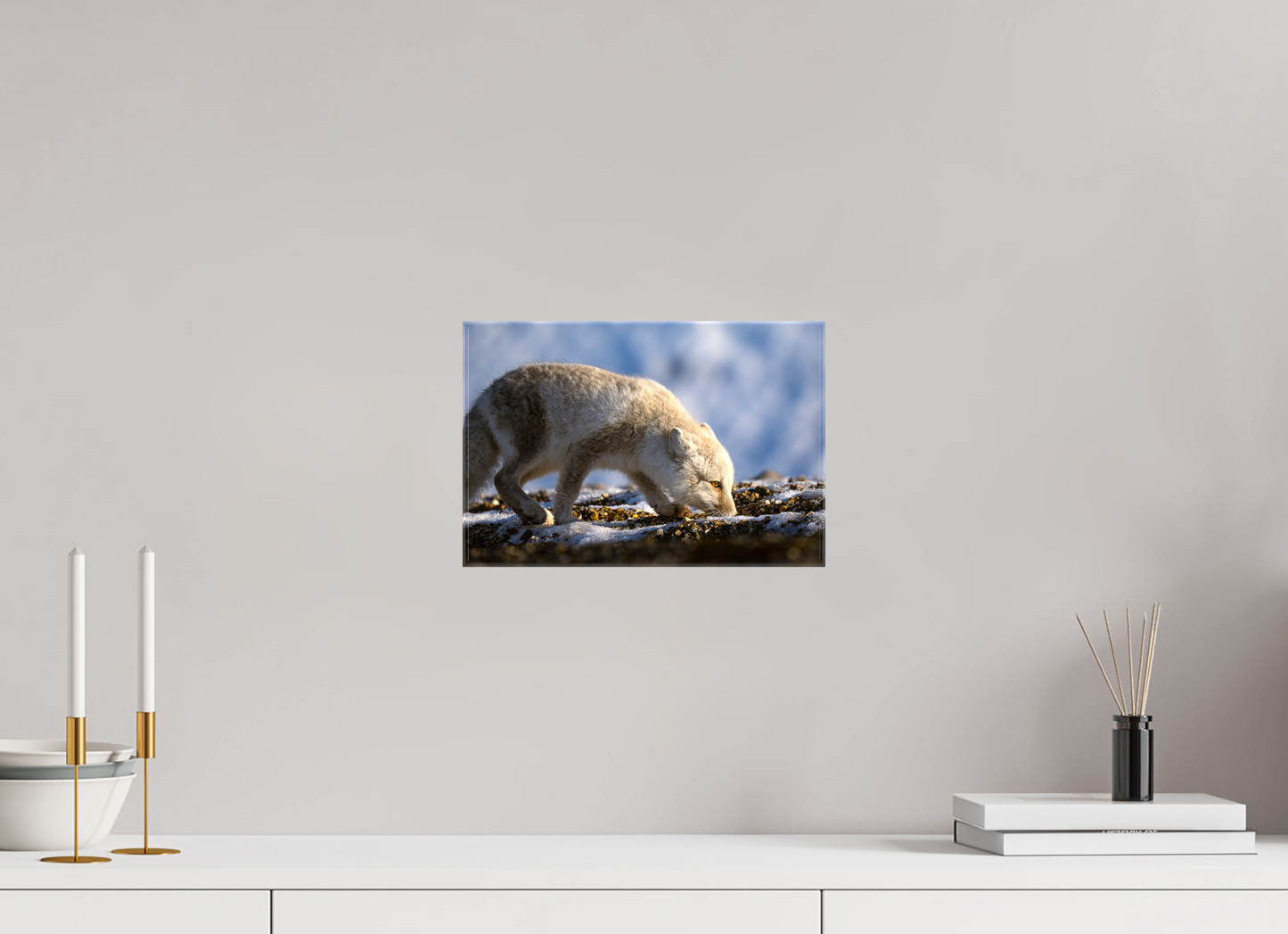 12 x 8″, Glossy Canvas with Wrapped Edges Arctic Fox Sniffing, 12x8