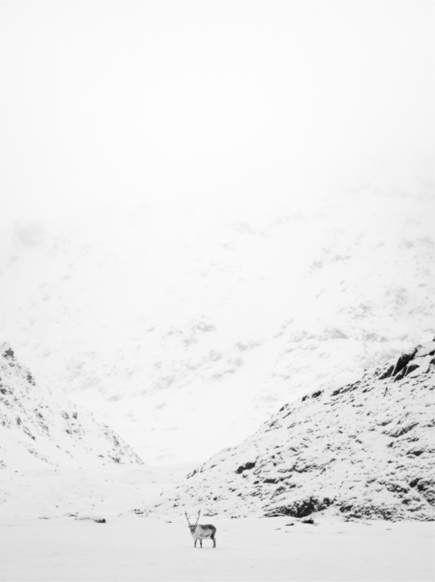 Main image Reindeer on the Mountain, 18x24