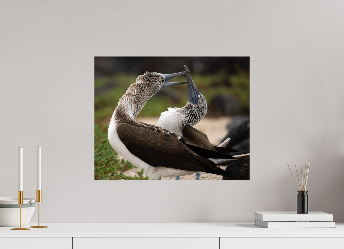 20 x 16″, ChromeLuxe HD Metal Print Blue Footed Boobies
