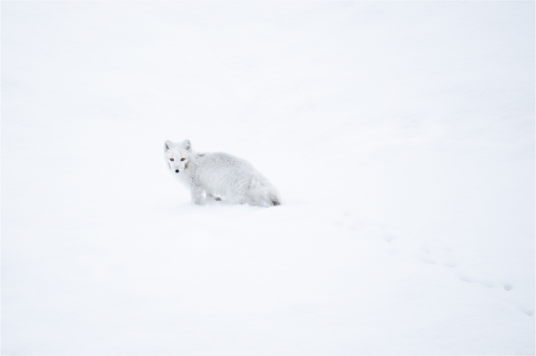 Main image White Arctic Fox in Snow, 12x8