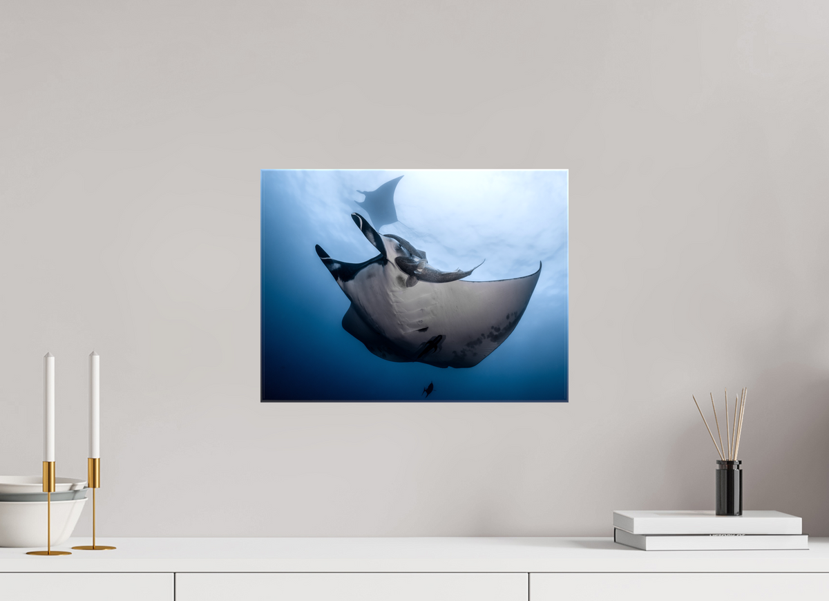 16 x 12″, Glossy Canvas with Wrapped Edges Manta Ray